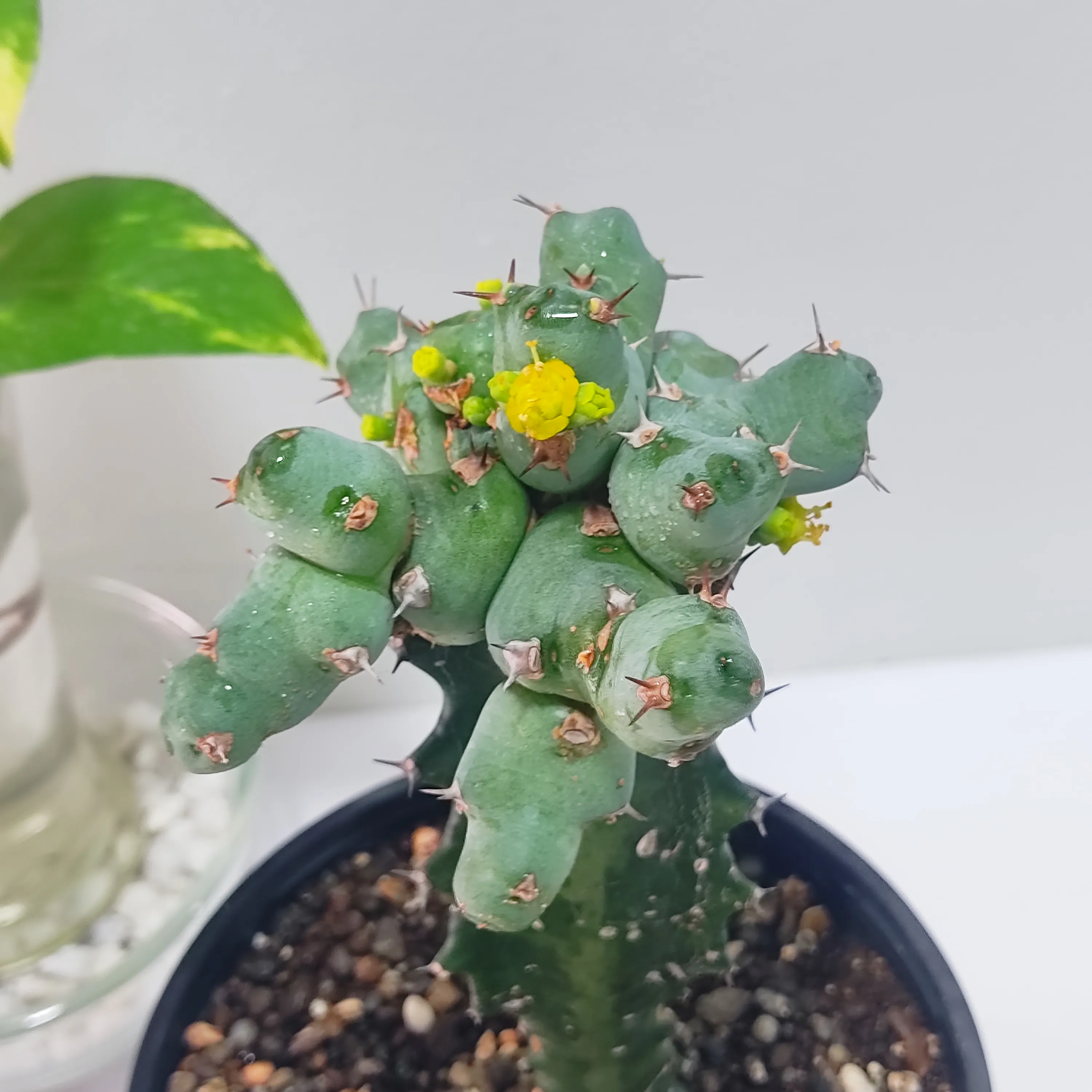 Euphorbia clivicola outlet